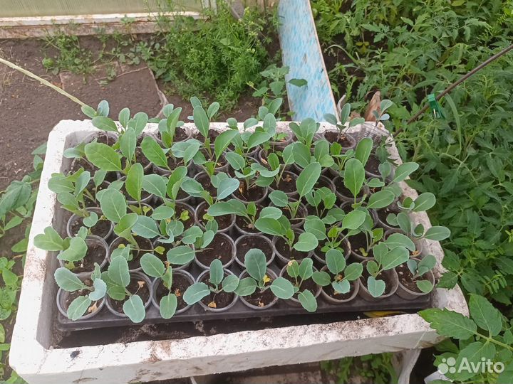 Рассада капусты