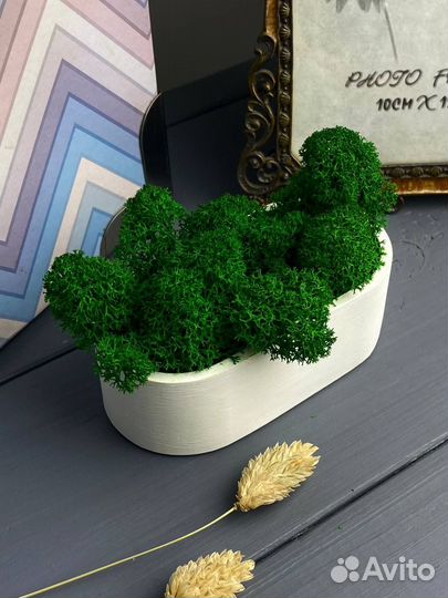 Мох стабилизированный в кашпо