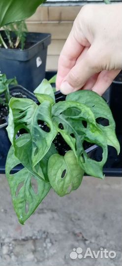 Монстера манки маск