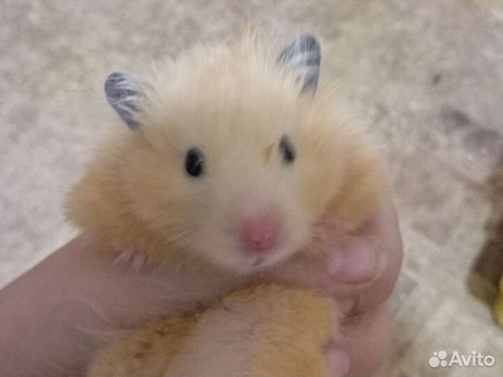 Сирийский хомяк с клеткой