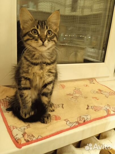 Котята бесплатно