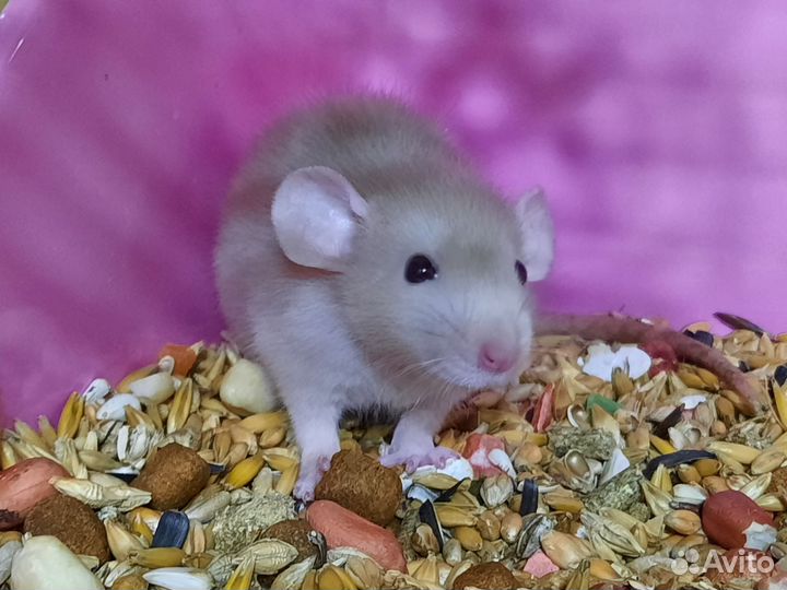 Крысы Дамбо, крысята Baby rats Dumbo pearls velvet