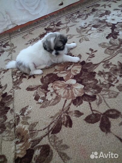 Щенки пекинеса