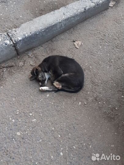 Малыш от маленькой собаки