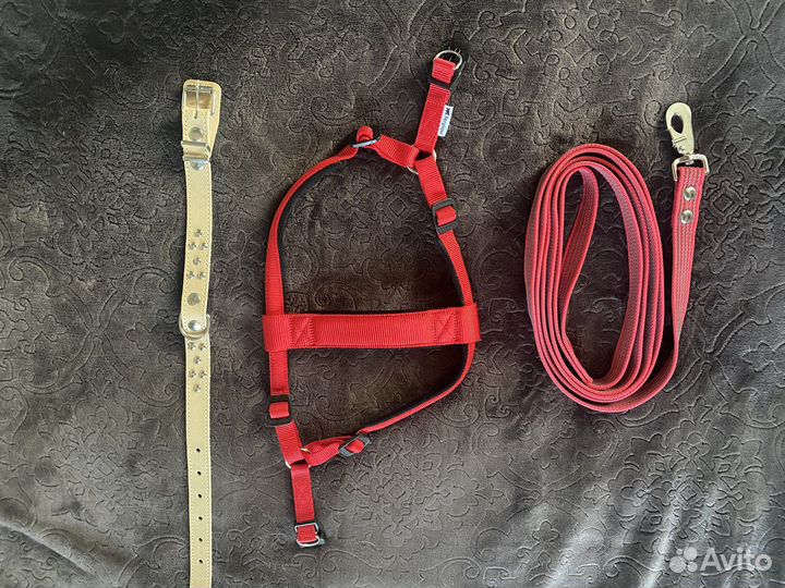 Шлейка, поводок, ошейник