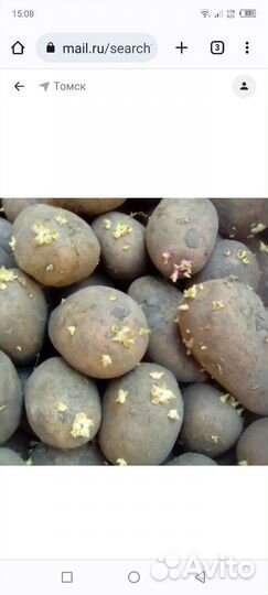 Семенной картофель