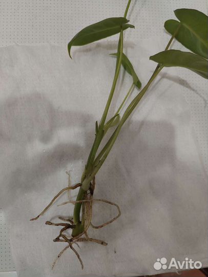 Филодендрон бурле макс