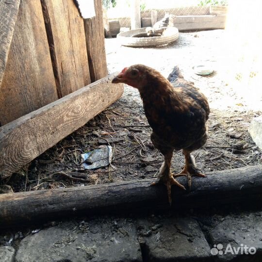 Молодые петушки