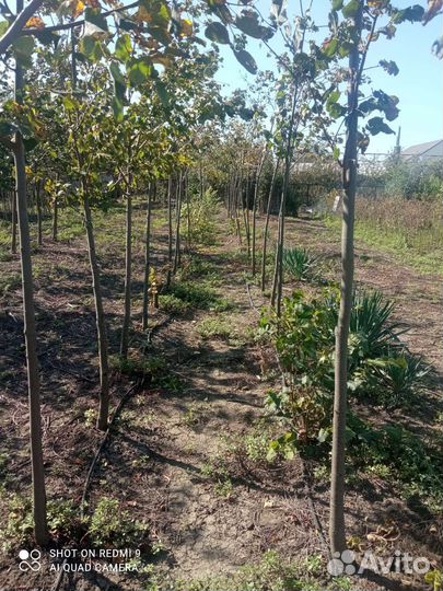 Липа, клён, берёза (саженцы)