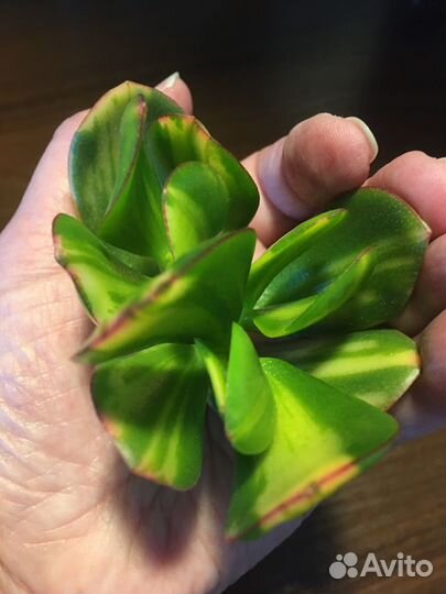 Крассула Солано. Черенки