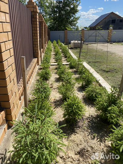 Саженцы ели