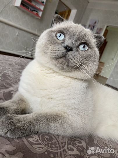 Британский кот вязка