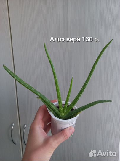 Орбея. Суккуленты. Алоэ вера. Крассула марнье