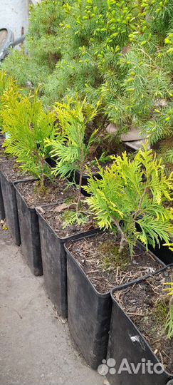 Туя Еллоу Риббон, зкс