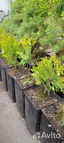 Туя Еллоу Риббон, зкс