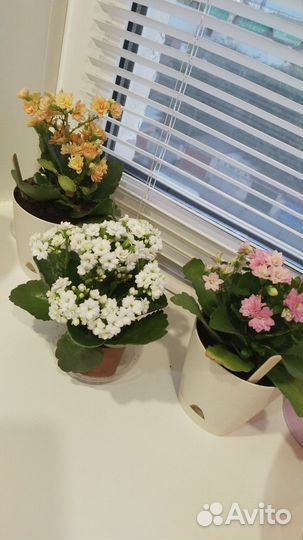 Комнатные цветы Каланхоэ