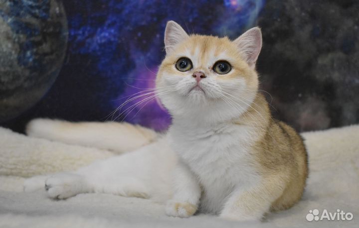 Британская золотая шиншилла(девочка)