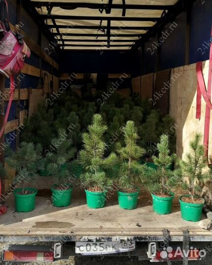 Саженцы сибирского кедра