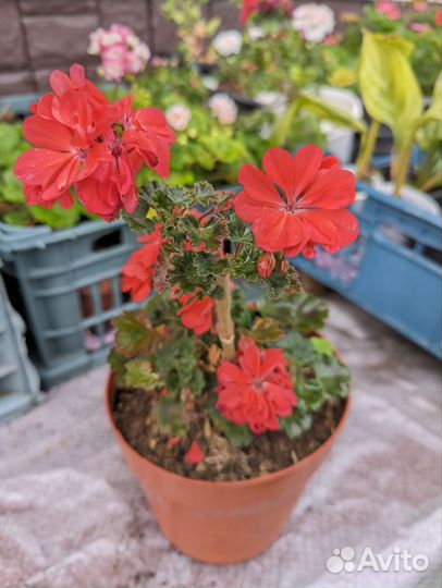 Пеларгония