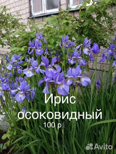 Продам цветы для вашей клумбы