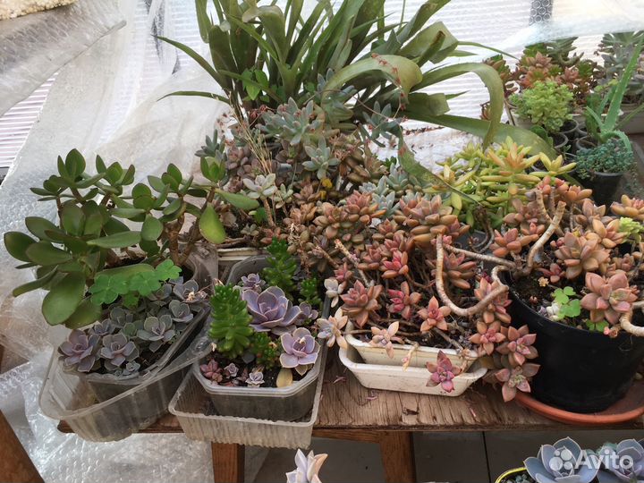 Каменные розы