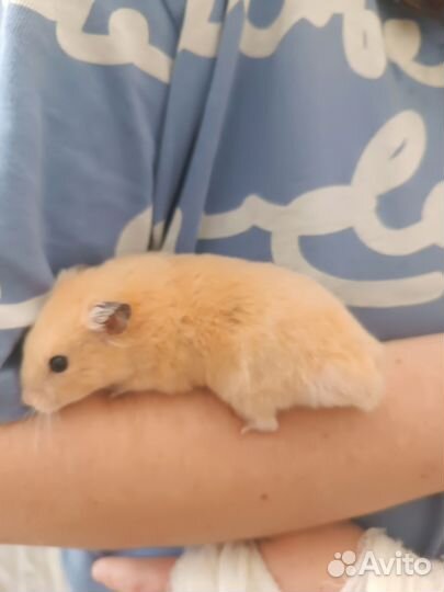Хомяк ручной