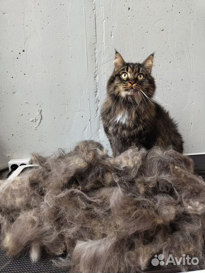 Груминг кошек экспресс-линька стрижка