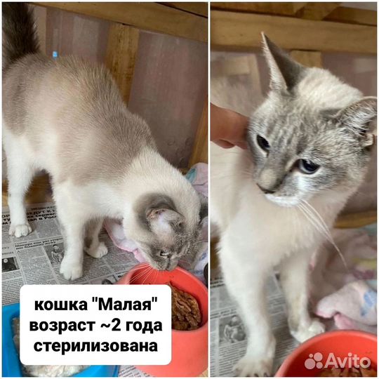 Кошка ищет дом
