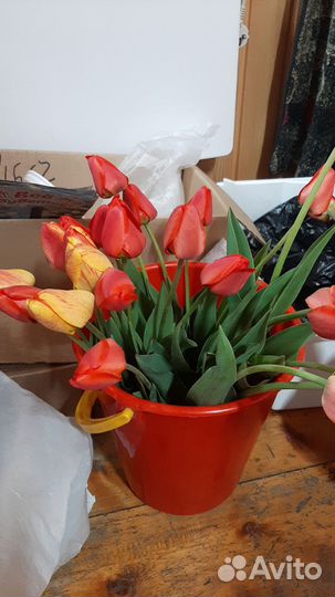 Тюльпаны