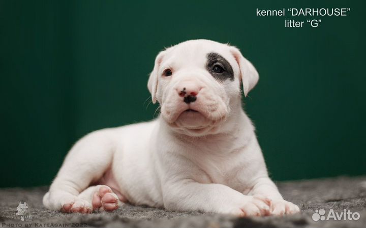 Аргентинский дог