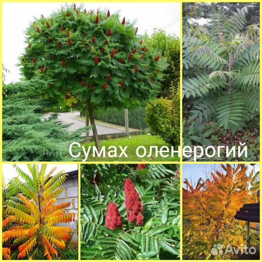 Интересные растения