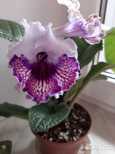 Стрептокарпусы. Детки