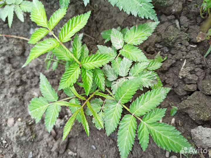 Норвежская малина/тибетская