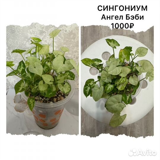 Комнатные цветы