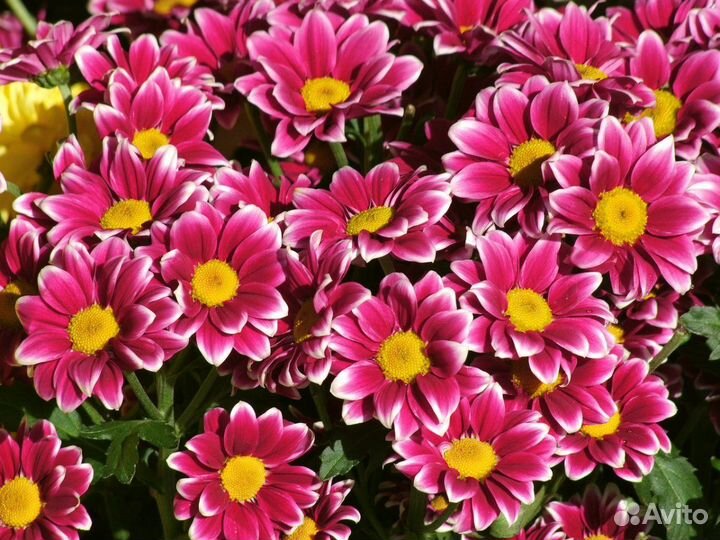 Аргирантемум