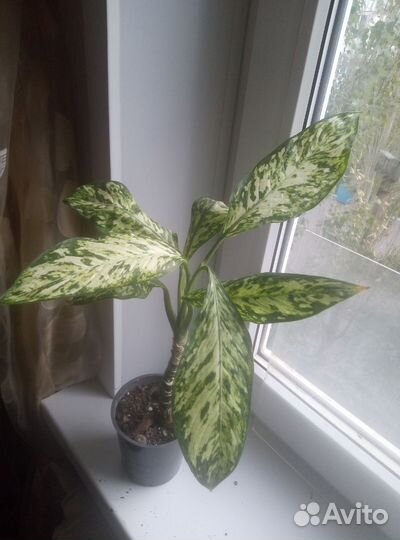 Диффенбахия Везувий, фикус Лирата