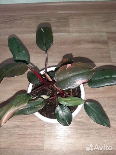 Филодендрон Pink Princess