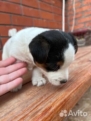 Щенки джек рассел терьер