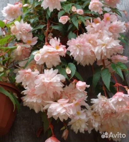 Бегония ампельная Беллекония укорен.Черенки