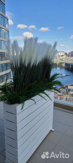 Осока, пампасы,папоротник