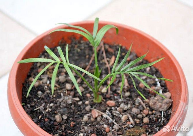 Пальма Равенея ручейная, семена