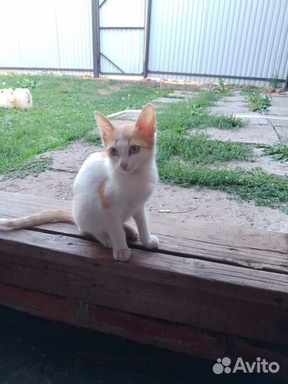 Отдам котят