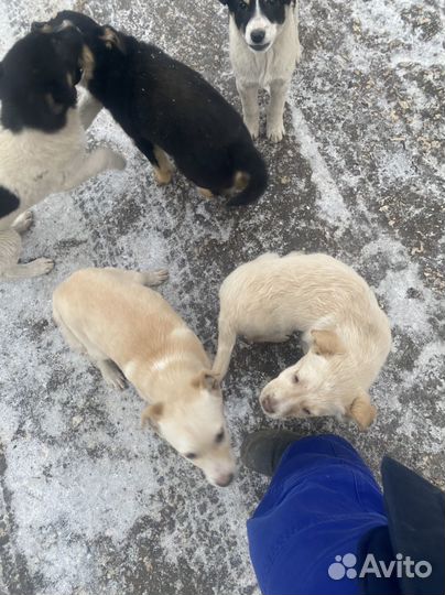 Щенки
