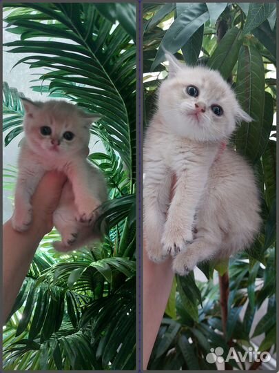 Шотландские шиншиллы