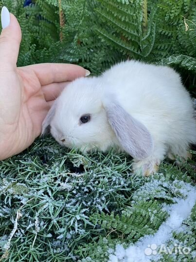 Ручные кролики