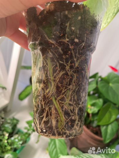 Диффенбахия, каллизия крибо