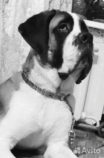 Сенбернар вязка