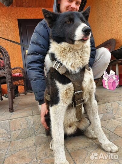 Метис лайки молодой кобелек