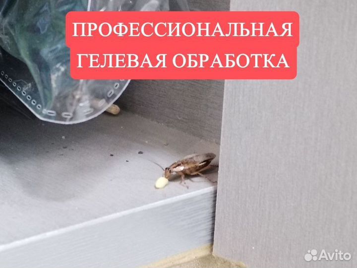 Уничтожение тараканов клопов комаров Дезинфекция