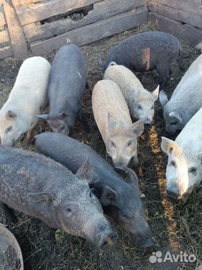 Хрячки кармалы